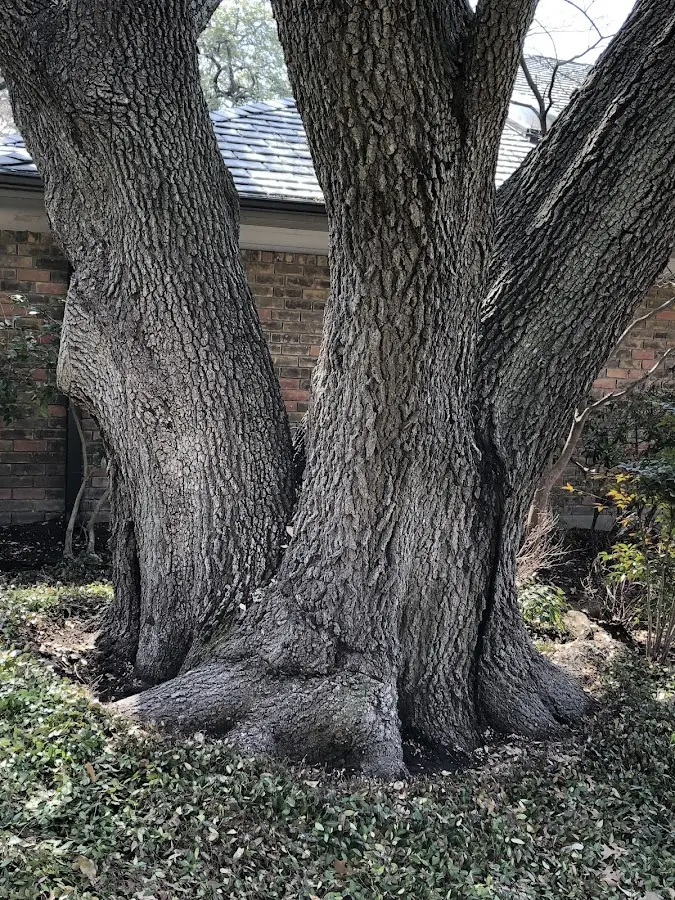Mature heritage tree close to a Zolfo Springs property cared for by certified arborists